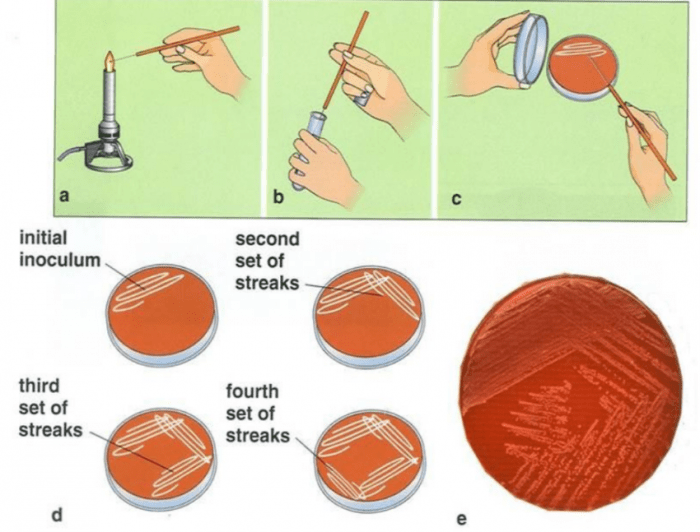 Choose the false statement about aseptic culturing techniques